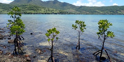 AfrAsia Foundation reinforces its commitment to the ecosystem conservation by contributing MUR 1.3 million to the SOS Mangrove Programme