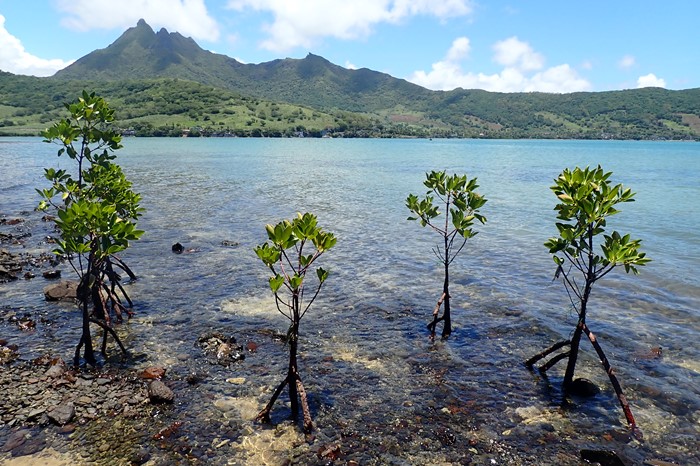 AfrAsia Foundation reinforces its commitment to the ecosystem conservation by contributing MUR 1.3 million to the SOS Mangrove Programme